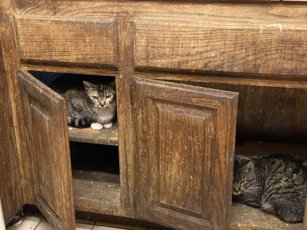 Cat Urine Odor Removal
