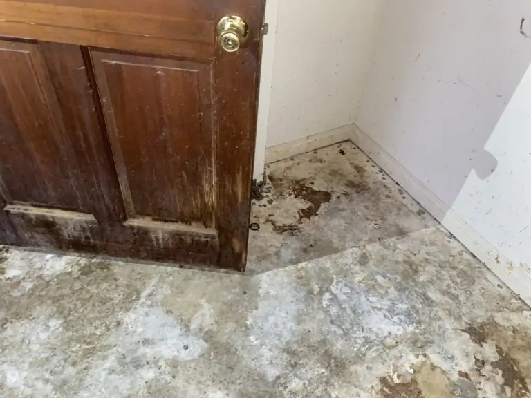 Pet Odor Removal in Los Angeles County, CA