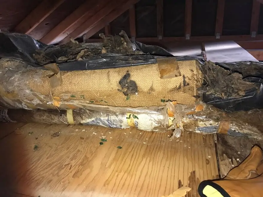 Rodent Odor Removal